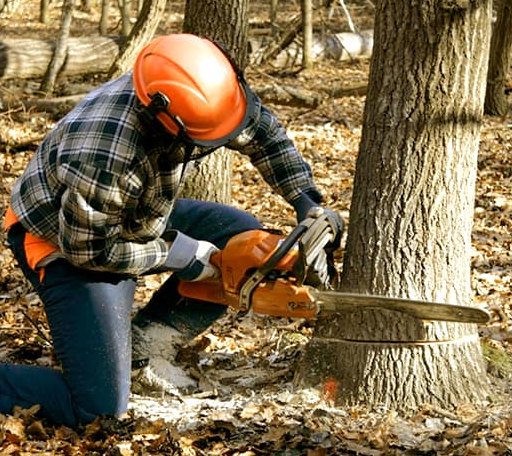 Tree Removal in Kennan, WI
